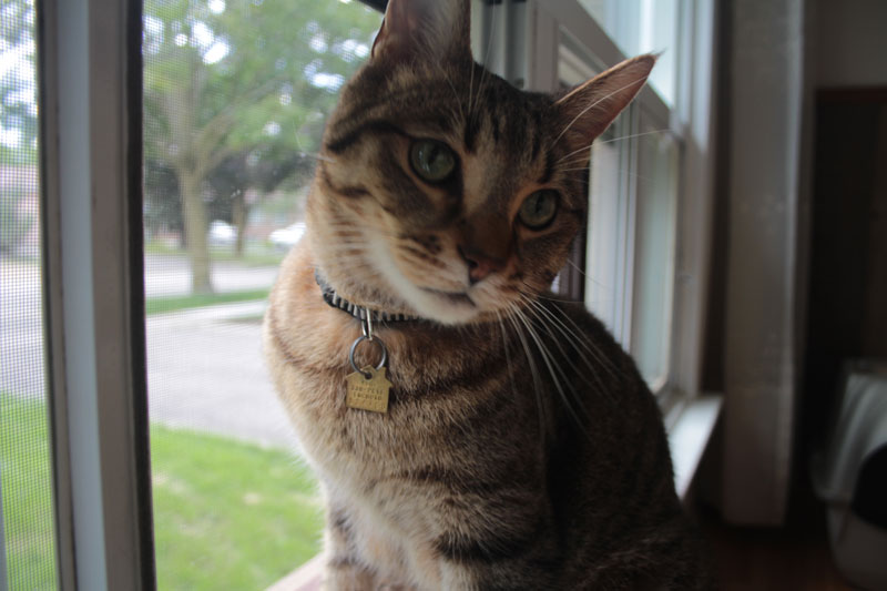walker-big-eyes-window