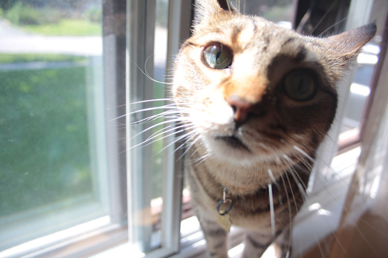 walker-closeup-window-cute-kitty