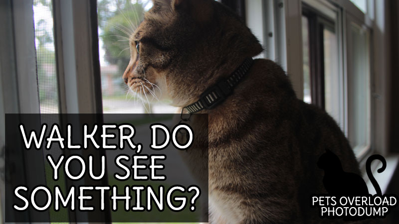 walker-do-you-see-something