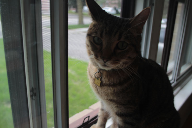 walker-spooky-window-dark-cat