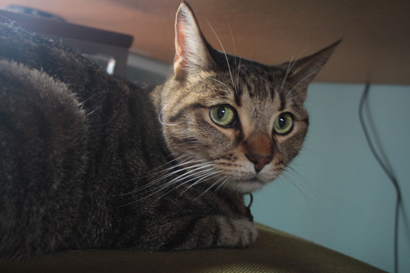 walker-under-table-desk-cute-cat