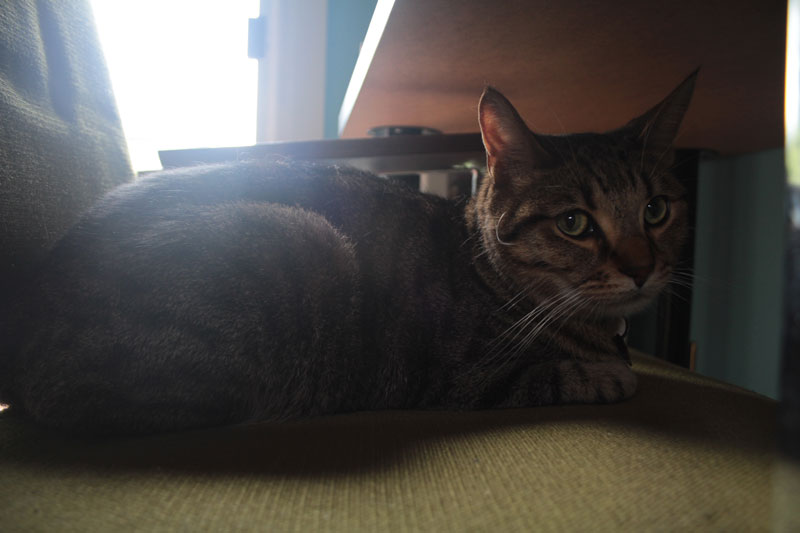 walker-under-table-desk-sunlight