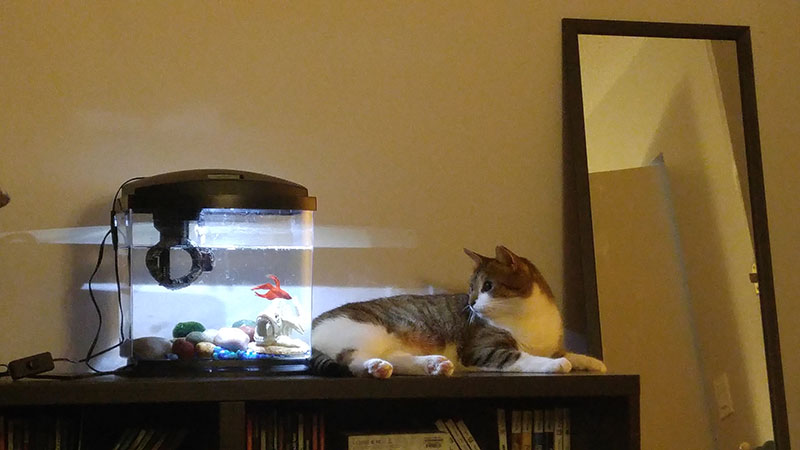 beau-cat-blub-fish-tank