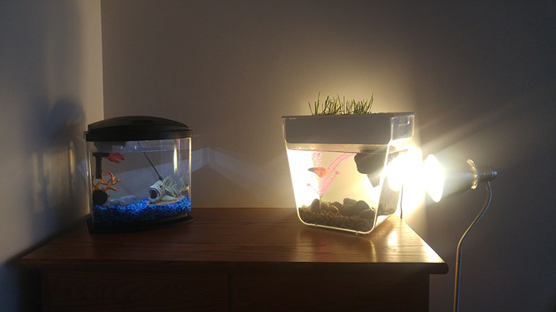 blub-and-flub-next-to-each-other-fish
