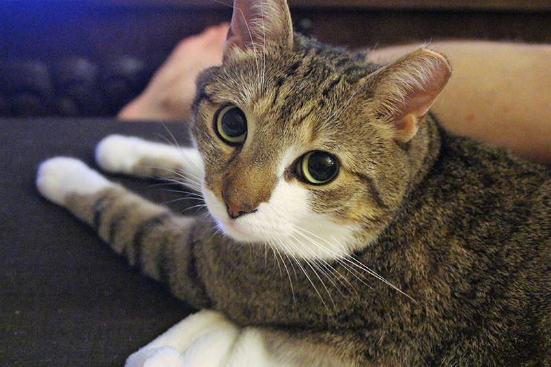 beau-big-eyes-cat-kitten-pets-overload