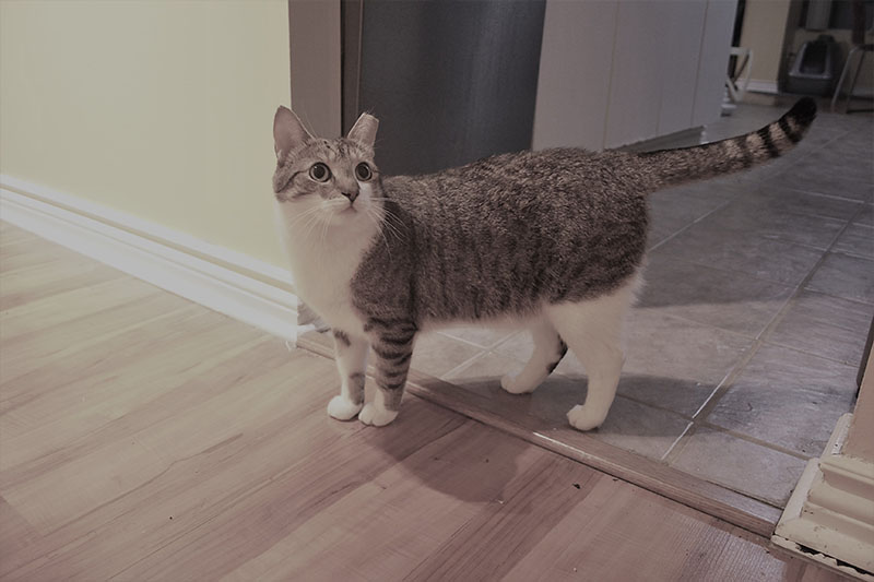 beau-coming-out-kitchen-cat-kitten-horseshoe