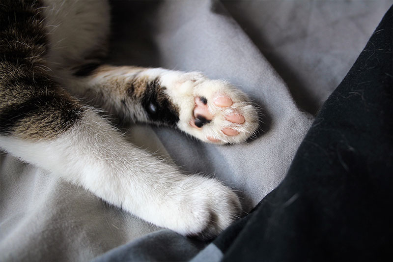 beau-paws-kitten-cat-white-horseshoe-pink