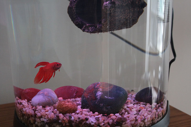 flub-fish-tank-new-gravel-betta