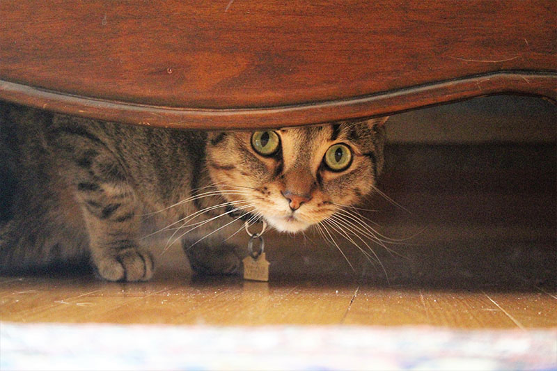 walker-hiding-couch-cat-kitten-pets-overload