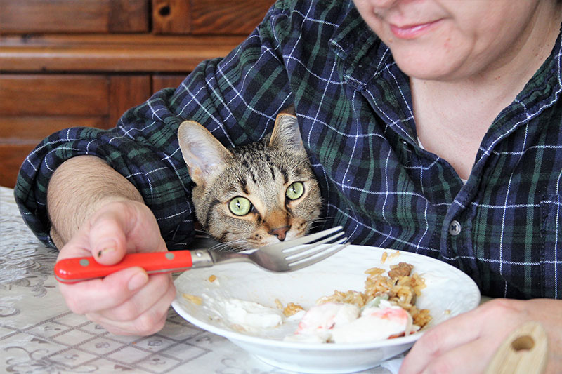 walker-waiting-food-kitten-cat-domestic-shorthair