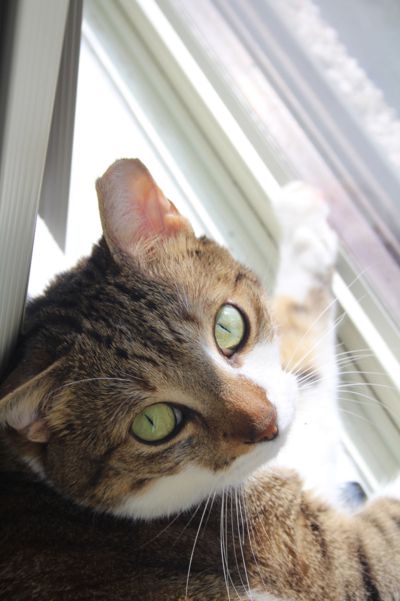 beau-wide-eye-kitten-cat-horseshoe-kitty