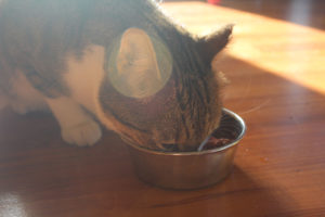 Our Favourite Slow Feed Cat Bowls