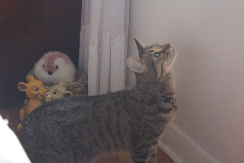 walker-pouncing-sunlight-window-bright-cat-kitten