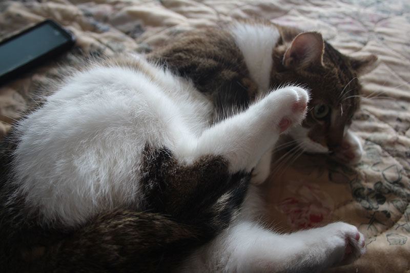 beau-mad-leg-up-tail-kitten-cat