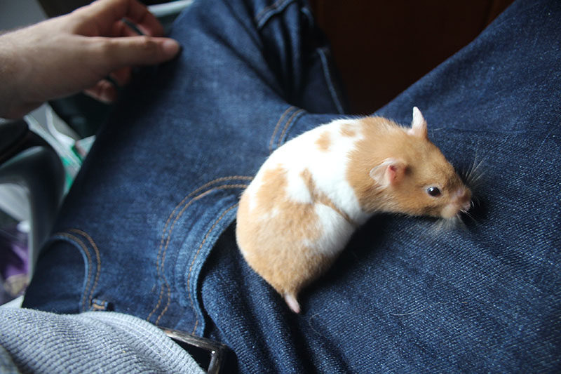 Can Hamsters Eat Kale?