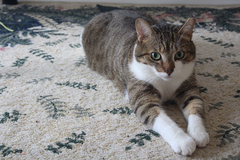 beau-sitting-carpet-cute-horeshoe-kitty-kitten-cat