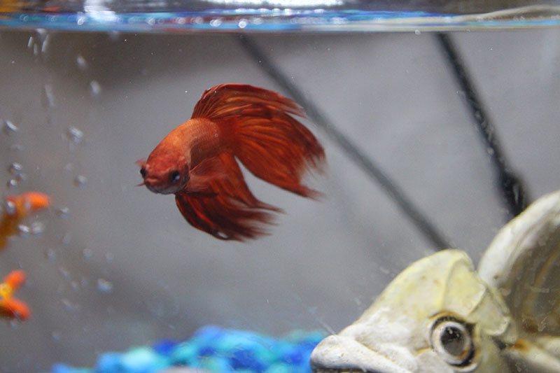blub-swimming-betta-fish-red-tank