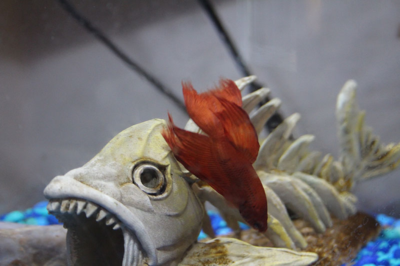 blub-swimming-down-fish-betta-red