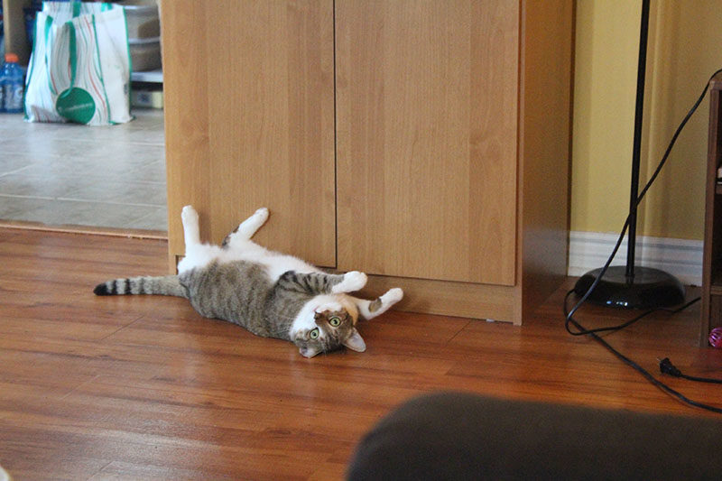 Beau Has Been Hilarious This Week!