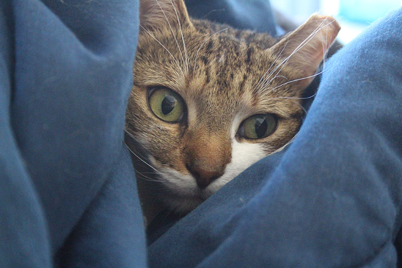 beau-wrapped-cuddling-blanket-cat-white-cute