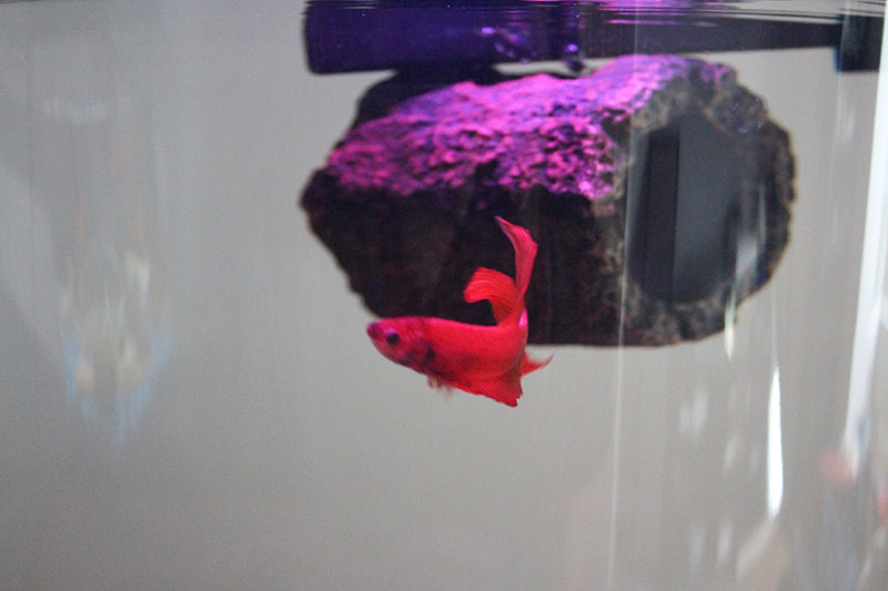 flub-fish-betta-tank-red-crimson
