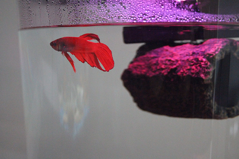 flub-fish-betta-tank-red-crimson-log