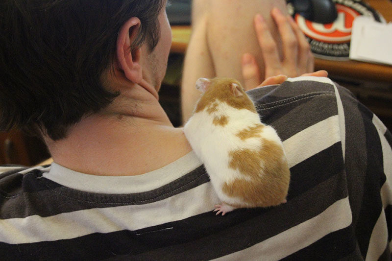 Can My Hamster Eat Cheese? Is Cheese Safe or Beneficial?