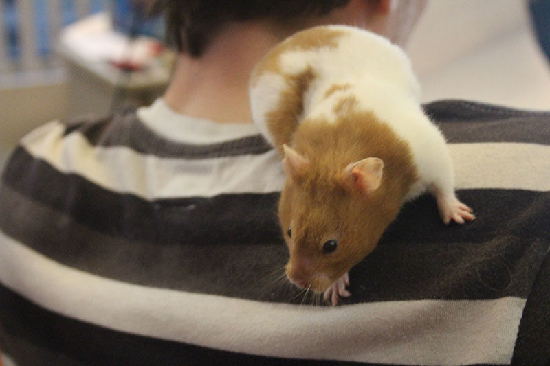 24 Of the Most Common Hamster Illnesses & Diseases