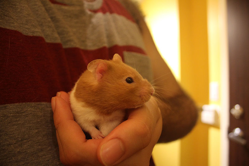Do Hamsters Need Baths?