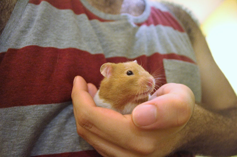 Do Hamsters Hibernate? How do I help a Hibernating Hamster?