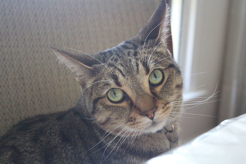 Our Very Talkative Cat Walker (Cute Cat Video)