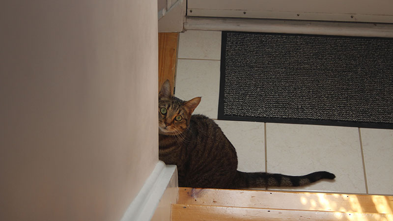 walker-sitting-sunlight-cute-peering-cat-eyes