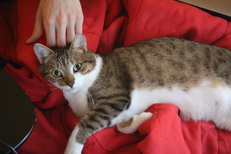 beau-blanket-cute-big-eyes-cat-kitten