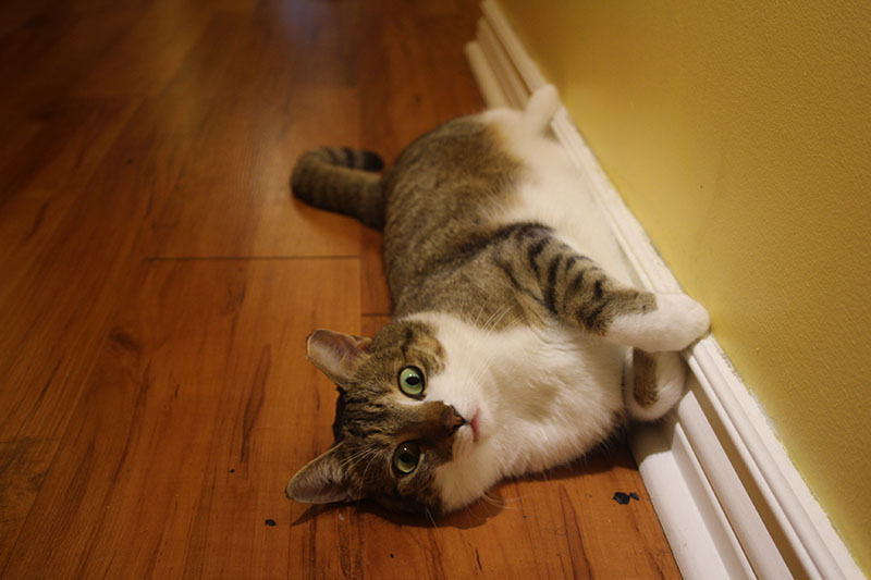 beau-rolling-house-cat-kitten-short-hair-horseshoe-pets