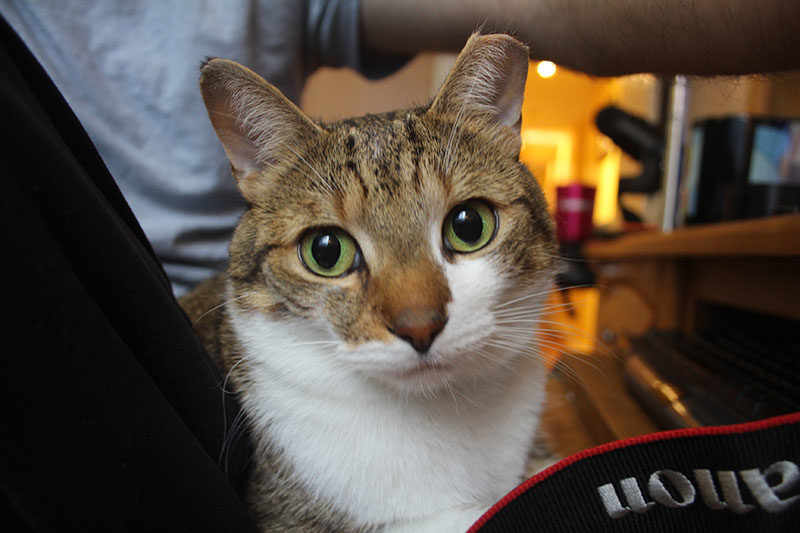 beau-sitting-lap-working-kitten-cat-pets-overload