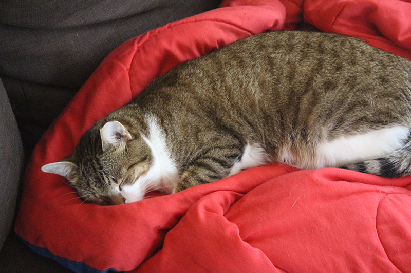 beau-sleeping-blanket-cute-lying-cat-kitten