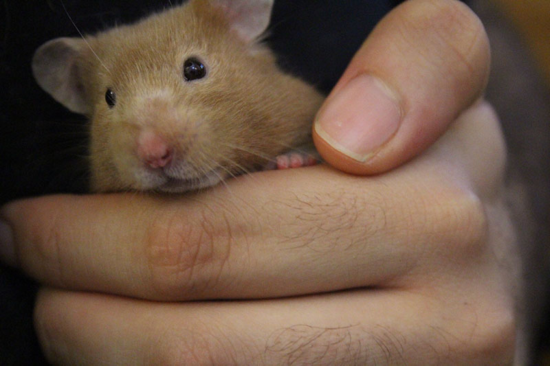 twitch-hamster-small-mammal-pets-overload-cute