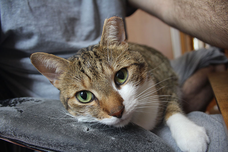 beau-lying-down-chair-kitten-cute-cat-horshoe