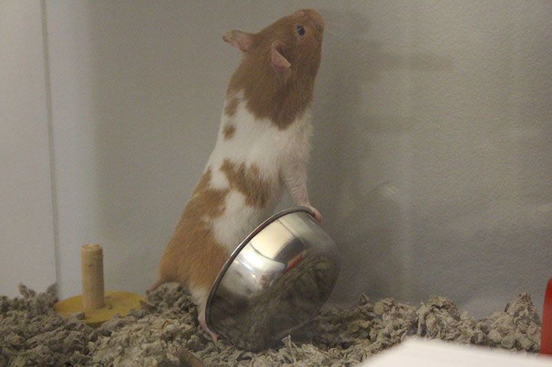 twitch-cute-hamster-food-bowl-bedding-small-mammal