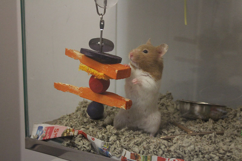 twitch-standing-toy-pride-rock-hamster-small-mammal