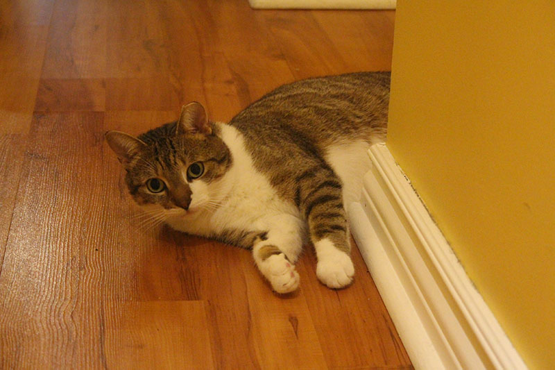 beau-lying-down-corner-wall-cute-white-cat-pets