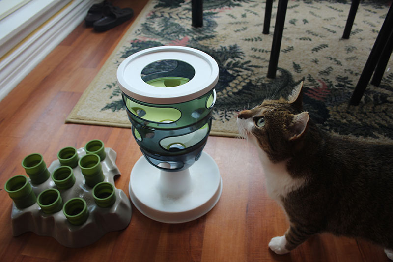 beau-cute-feeder-tree-brown-white-cat-horshoe
