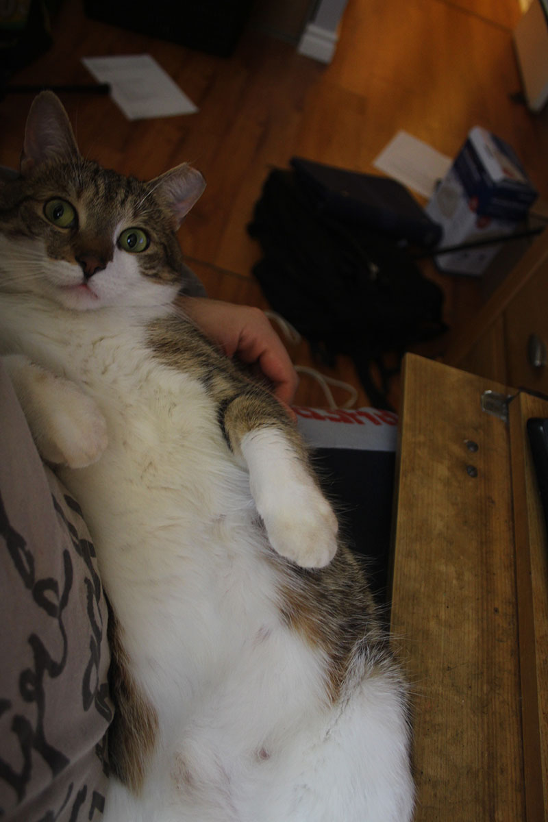 beau-cute-lying-down-silly-lap-pets-overload