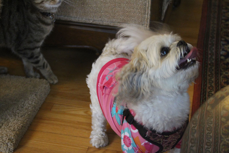 rosie-adorable-smile-dog-cute-standing-pets-overload
