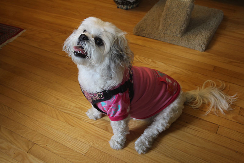 rosie-sitting-adorable-puppy-dog-wagging-tail