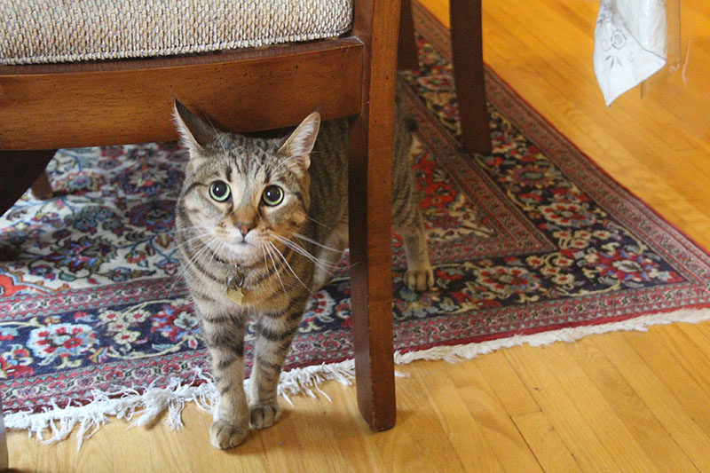 walker-cat-domestic-under-chair-cute-shorthair