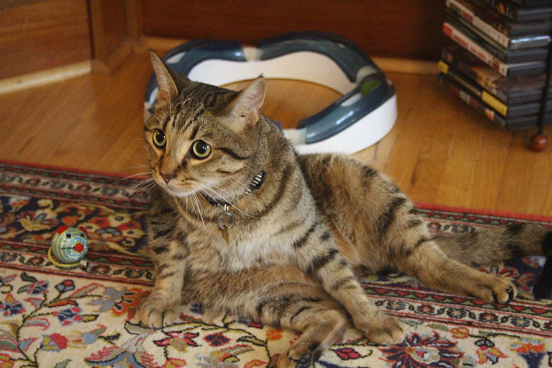 walker-sitting-down-cleaning-self-domestic-shorthair
