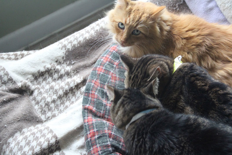 Shelter kitties, Shelter kitties, how cute are you!?