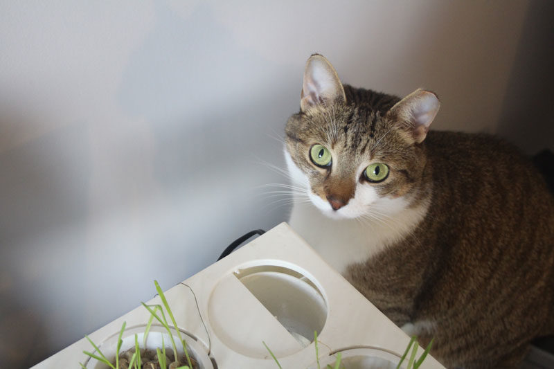 Beau Has Been Enjoying His Delicious Cat Grass
