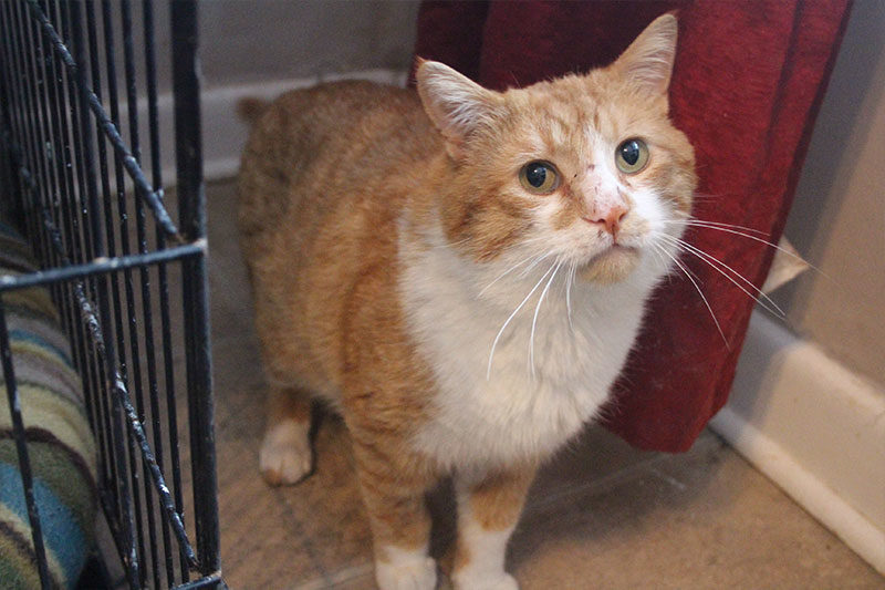 Who Wants the Shelter Kitty in the Window?